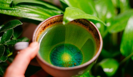 Le thé vert, allié détox et antioxydant ? Ce qu’en dit la science